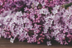 Lilas japonais