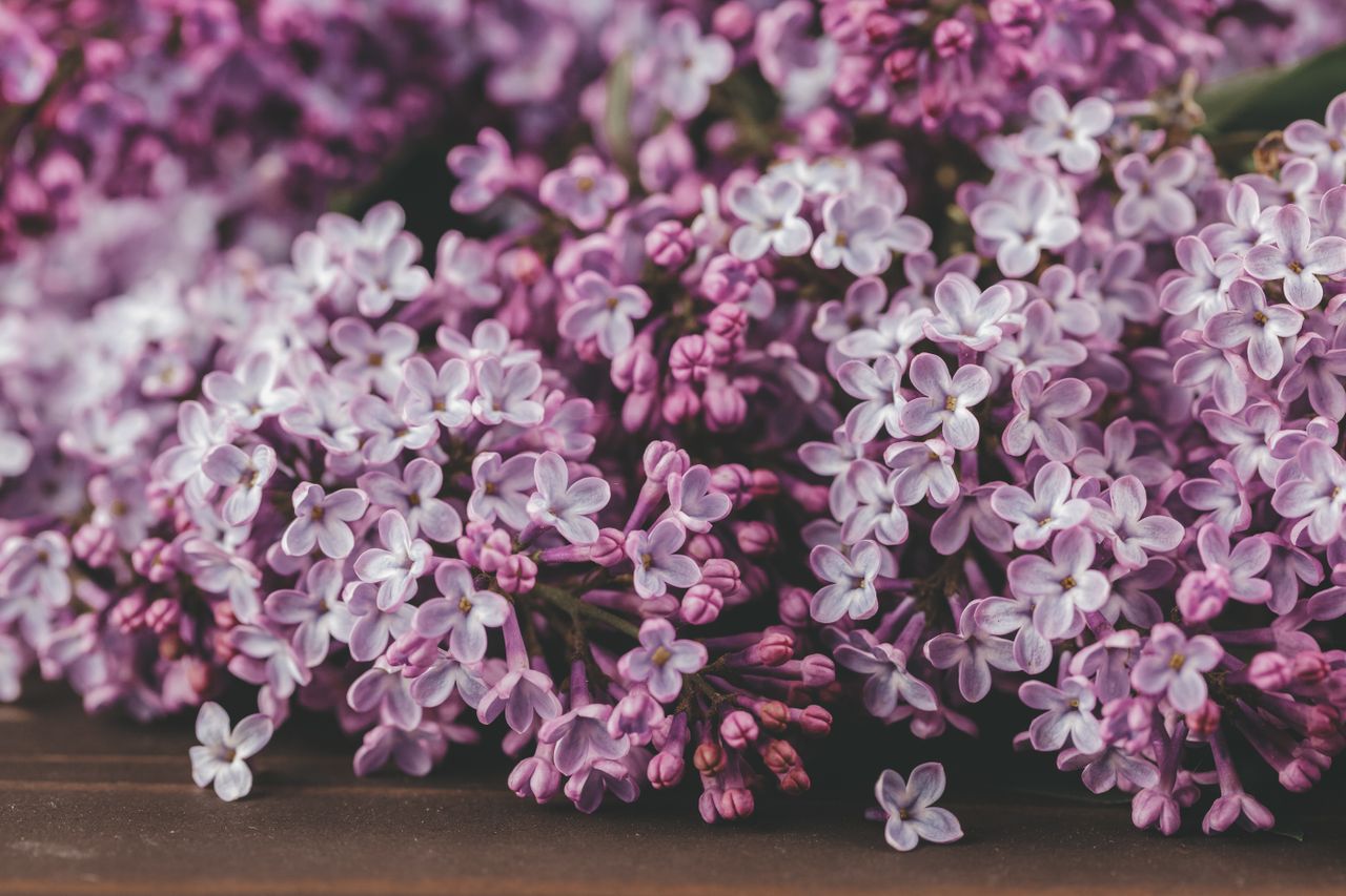 Lilas japonais