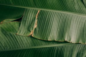 Feuille de bananier