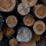 Mérule sur bois de chauffage