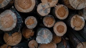 Mérule sur bois de chauffage
