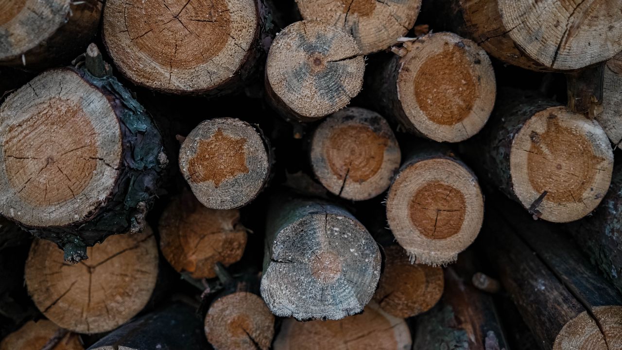 Mérule sur bois de chauffage