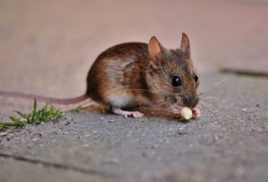 Souris qui rentre dans la maison
