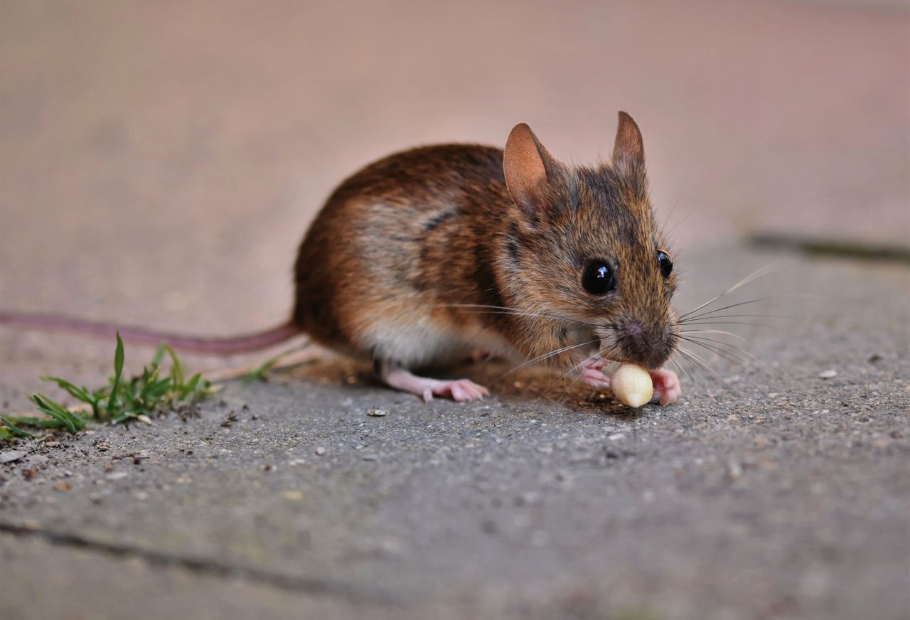 Souris qui rentre dans la maison