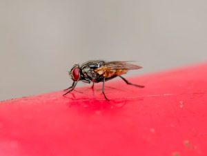 Moucherons dans la maison