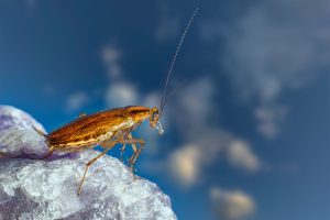Insecte ressemblant à un cafard